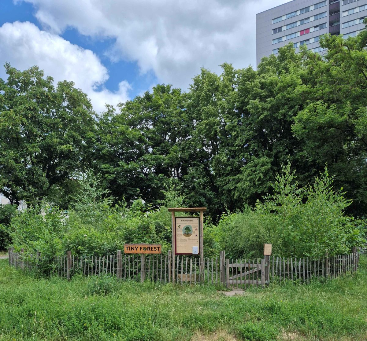 Miniwald in Mitte